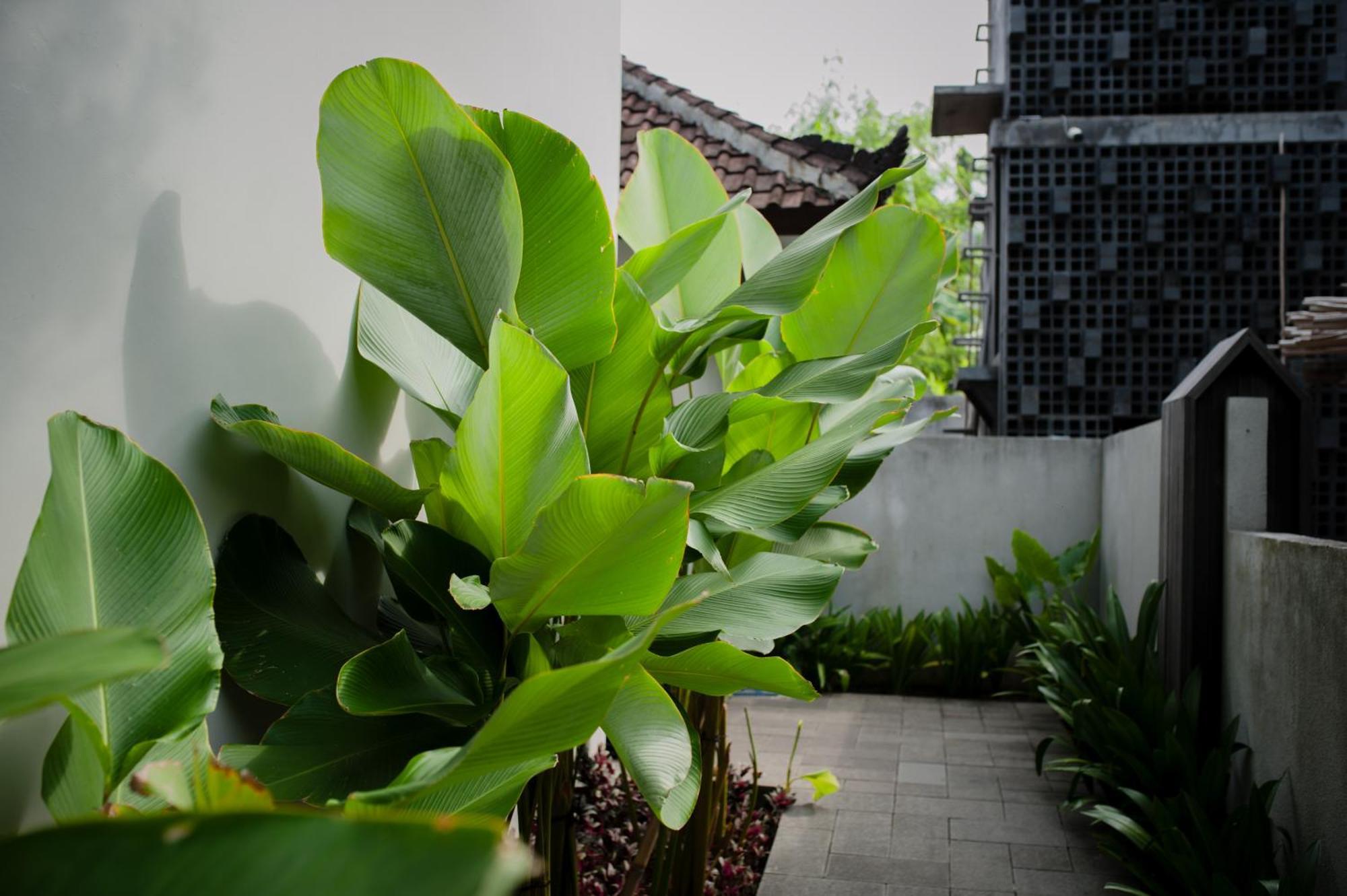 Ecozy Dijiwa Canggu Dış mekan fotoğraf